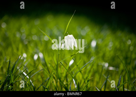 Un bianco snake head fritillary fiore in fiore Foto Stock