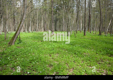 Letto floreale di primavera fiori di anemone nella soleggiata mattina presto Foto Stock