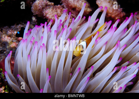 Clown anemonefish, Amphiprion percula, Tuamotus, Polinesia francese, Oceano Pacifico Foto Stock