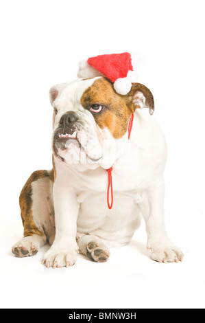Un Bulldog inglese con un cappello da Babbo Natale sul contro un bianco puro (255rgb) sfondo. Foto Stock