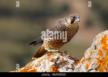 Giovane falco pellegrino. Falco peregrinus brokei Foto Stock