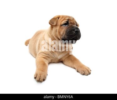 Shar Pei cucciolo di cane isolato su bianco Foto Stock