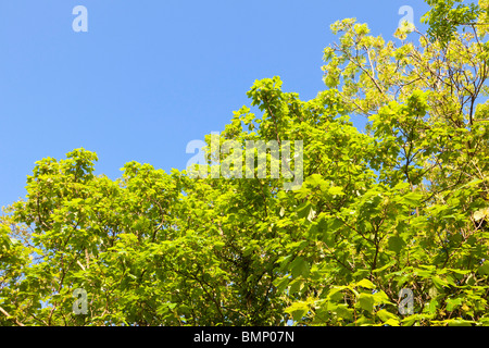Albero Verde foglie contro un cielo blu Foto Stock