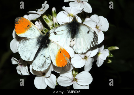 Punta arancione farfalle Anthocharis cardamines Pieridae famiglia maschio e femmina su Marting Dames Violetta Hesperis matronalis Foto Stock