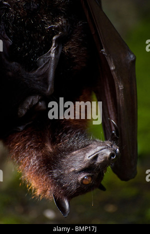 Questo frutto bat o megabat, è stato visto nel villaggio di Belimbing sull'isola di Bali. Essi sono chiamati anche volpi volanti. Foto Stock