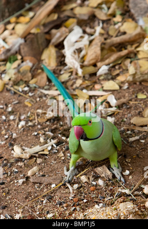 Un maschio anello indiano a collo di parrocchetto (Psittacula krameri manillensis) alimentazione in grani. Foto Stock