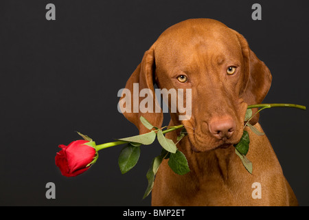 Valentino cane tenendo un gambo di rose in bocca Foto Stock