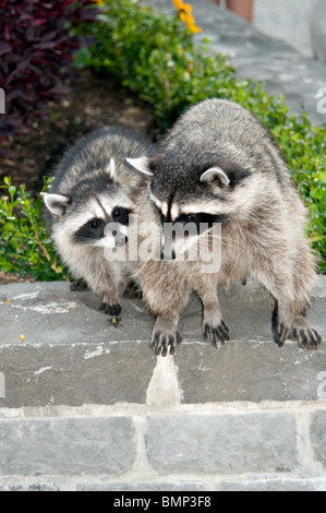 Un Wild North American comune (Procione Procione lotor), madre con i suoi giovani Cub Foto Stock