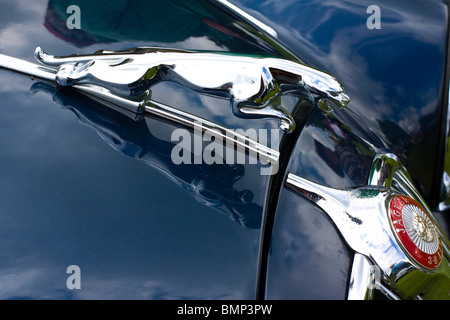 Un classico britannico ornamento del cofano su una Jaguar Foto Stock