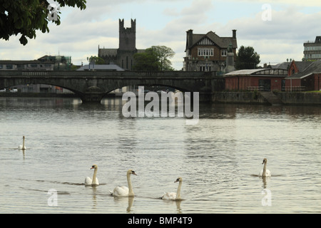 Cigni sul fiume Shannon con la torre della cattedrale di Santa Maria in background, città di Limerick, Rep dell'Irlanda. Foto Stock