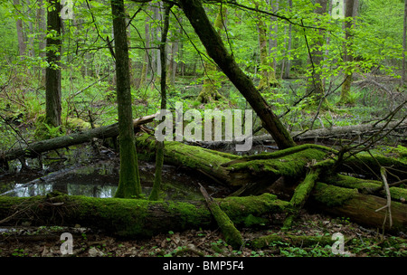 Primavera look naturale di stand di latifoglie con alberi morti in primo piano Foto Stock