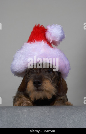 Miniatura Bassotto indossando un cappello da Babbo Natale. Foto Stock