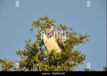 Immaturo Aquila Marziale, Polemaetus bellicosus, il Masai Mara riserva nazionale, Kenya Foto Stock