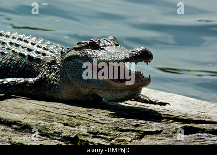 Il coccodrillo americano (Alligator mississippiensis) baring sharp fangs seduta sul log in riva al lago di Martin Wildlife Sanctuary Louisiana Foto Stock