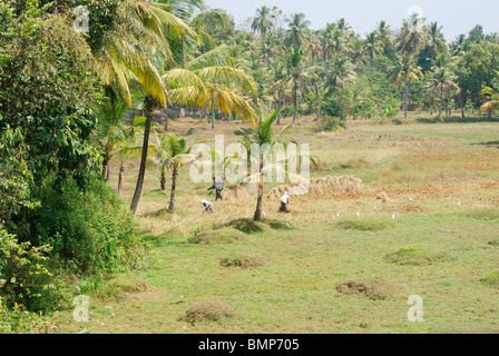 Il Kerala terreni agricoli .un bellissimo paesaggio del Kerala indiano gli agricoltori disponendo le loro fattorie di riso dopo la coltura stagionale Foto Stock