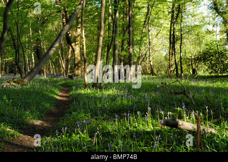 Percorso di foresta circondato da Bluebells, Ashwellthorpe boschi, Norfolk, Regno Unito Foto Stock