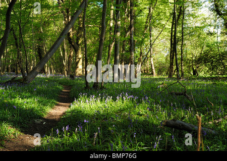 Percorso di foresta circondato da Bluebells, Ashwellthorpe boschi, Norfolk, Regno Unito Foto Stock