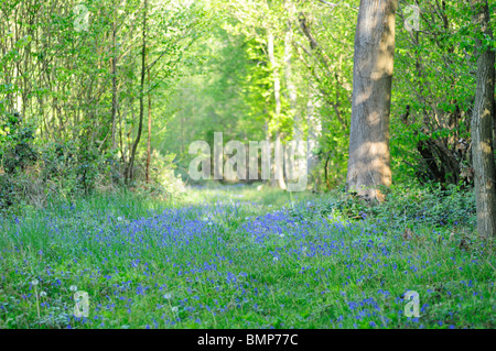 Percorso di foresta circondato da Bluebells, Ashwellthorpe boschi, Norfolk, Regno Unito Foto Stock