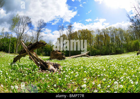 Aglio selvatico moquette, Ashwellthorpe boschi, Norfolk, Regno Unito Foto Stock