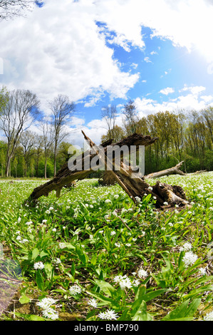 Aglio selvatico moquette, Ashwellthorpe boschi, Norfolk, Regno Unito Foto Stock