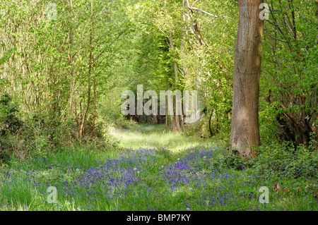 Percorso di foresta circondato da Bluebells, Ashwellthorpe boschi, Norfolk, Regno Unito Foto Stock