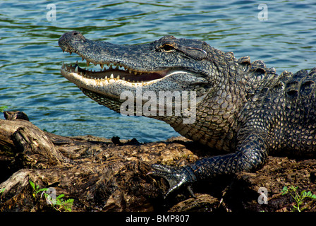 Il coccodrillo americano (Alligator mississippiensis) baring sharp fangs seduta sul log in riva al lago di Martin Wildlife Sanctuary Louisiana Foto Stock