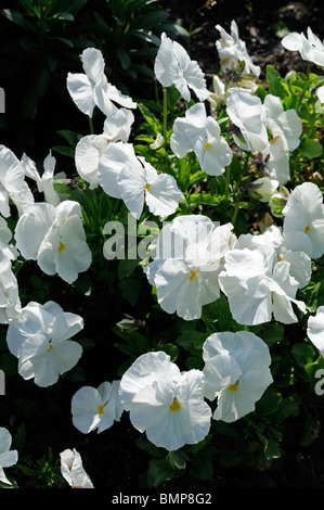 Viola wittrockiana pansy joker forerunner fiore bianco bloom blossom Foto Stock