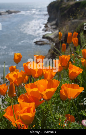 California papaveri fioriscono lungo una scogliera sopra l'Oceano Pacifico shore Foto Stock