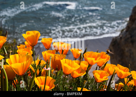 California papaveri fioriscono lungo una scogliera sopra l'Oceano Pacifico shore Foto Stock