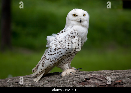 Civetta delle nevi (Bubo scandiacus) close up ritratto nel profilo appollaiato sul log presi in condizioni controllate Foto Stock