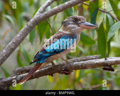Un Blue Winged Kookaburra si siede in una struttura ad albero nel Territorio del Nord Australia. Foto Stock