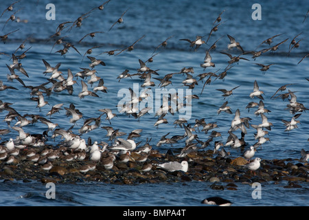 Un gregge di Dunlin Calidris alpina battenti lungo il litorale a Qualicum Beach L'Isola di Vancouver BC nel Marzo Foto Stock