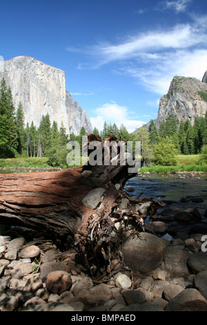 Un albero, sradicati nella grande inondazioni del 1997, nella parte anteriore del gateway di Yosemite, El Capitan e Sentinel Rock Foto Stock