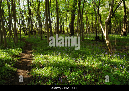 Percorso di foresta circondato da Bluebells, Ashwellthorpe boschi, Norfolk, Regno Unito Foto Stock