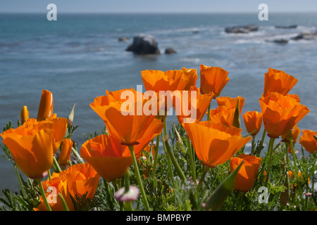 California papaveri fioriscono lungo una scogliera sopra l'Oceano Pacifico shore Foto Stock