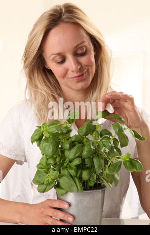 Donna raccolta di foglie di basilico Foto Stock