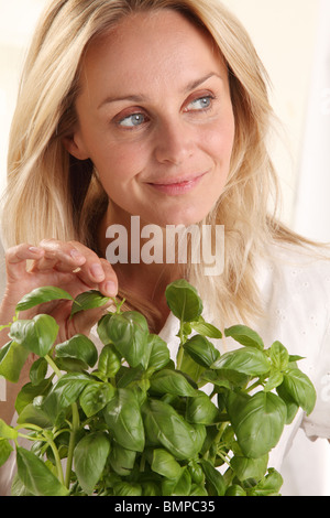 Donna raccolta di foglie di basilico Foto Stock