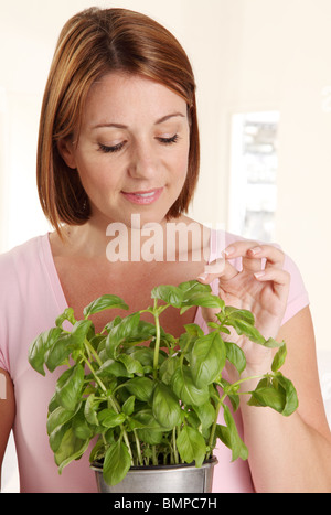 Donna raccolta di foglie di basilico Foto Stock