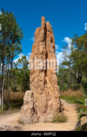 Grandi tumuli termite può essere trovata presso il Parco Nazionale di Litchfield di Territorio del Nord Australia Foto Stock