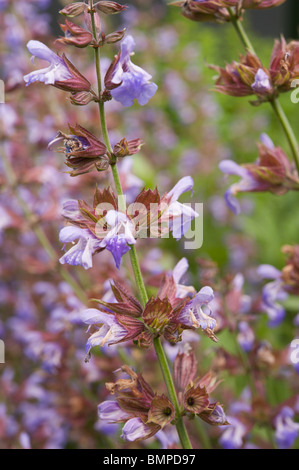 Una chiusura dei fiori viola della comune salvia o giardino salvia (Salvia officinalis). Foto Stock