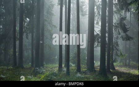 Alberi di conifere contro la luce del tramonto nebbiosa mattina Foto Stock