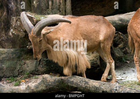 Un maschio di mufloni ram Foto Stock