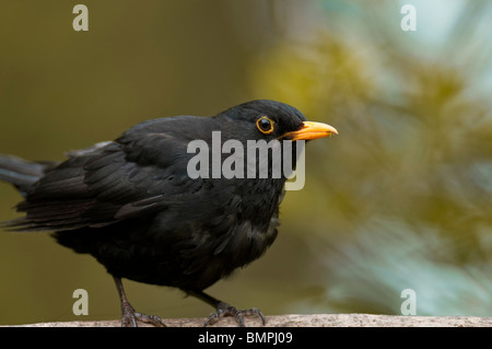 Merlo turdus merula seduto su un ramo. Foto Stock