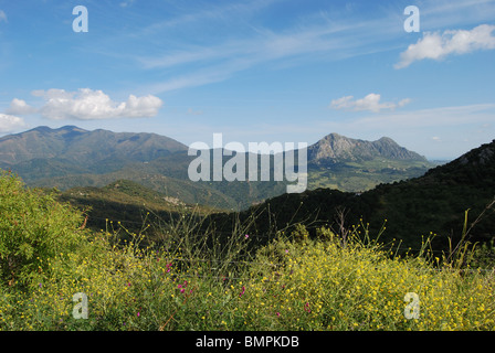 Reales Mountain / Montana Reales, Sierra Bermeja, vicino a Gaucin, provincia di Malaga, Andalusia, Spagna, Europa occidentale. Foto Stock