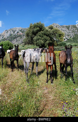 I cavalli sulle pendici della montagna di Reales in Sierra Bermeja, vicino a Casares, provincia di Malaga, Andalusia, Spagna, Europa occidentale. Foto Stock