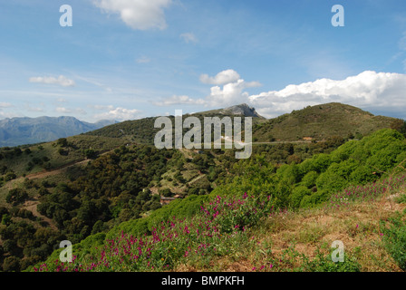 Campagna della Sierra Bermeja, Ronda, provincia di Malaga, Andalusia, Spagna, Europa occidentale. Foto Stock