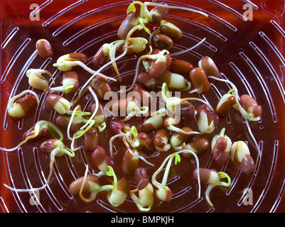 Adzuki germogli. Foto Stock