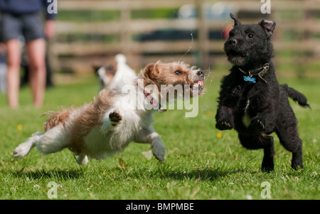 I cani che partecipano a terrier racing a un paese mostrano, Rutland, Inghilterra Foto Stock