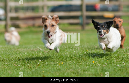 I cani che partecipano a terrier racing a un paese mostrano, Rutland, Inghilterra Foto Stock