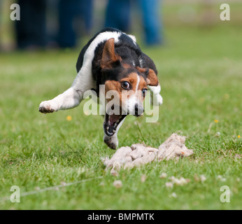 I cani che partecipano a terrier racing a un paese mostrano, Rutland, Inghilterra Foto Stock